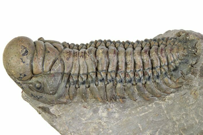 Detailed Crotalocephalina Trilobite - Atchana, Morocco #312817